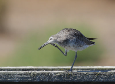 Willet, molting 2