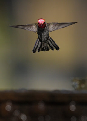 Annas Hummingbird, male