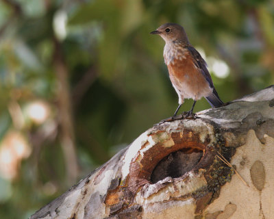 Western Bluebird, juvenile