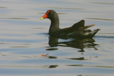 Common Gallinule