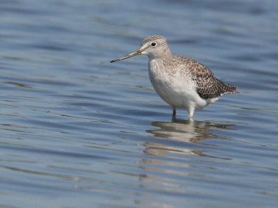 Greater Yellowlegs