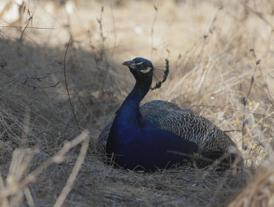Peacock