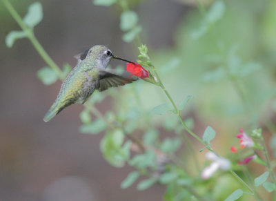 Anna's Hummingbird, female feeding