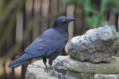 American Crow, with bird prey