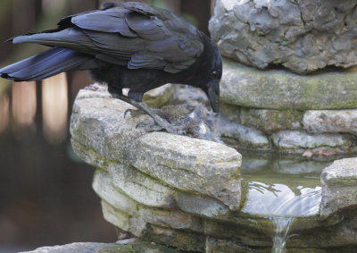 American Crow, with bird prey