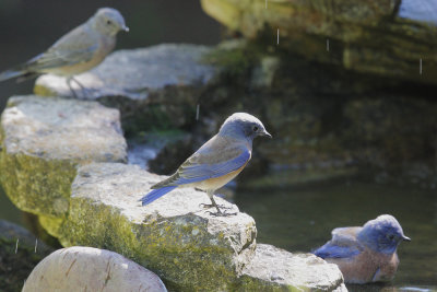 Western Bluebirds, female and two males