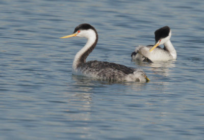 Clark's Grebes, pair courting
