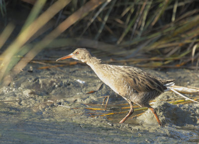 Ridgway's Rail