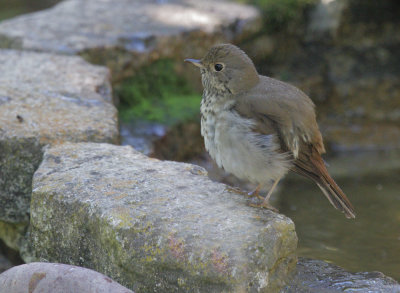 Hermit Thrush, after bathing