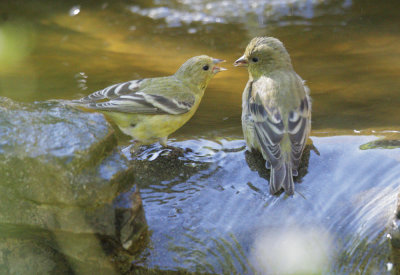 Lesser Goldfinches, females