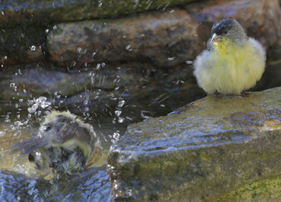 Lesser Goldfinches