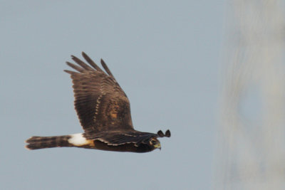 Northern Harrier, female