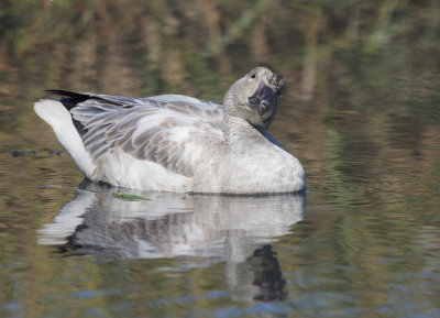 Snow Goose, first-cycle