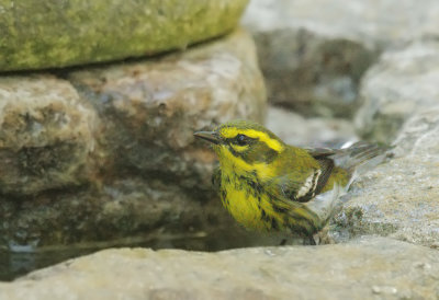 Townsend's Warbler, female or immature