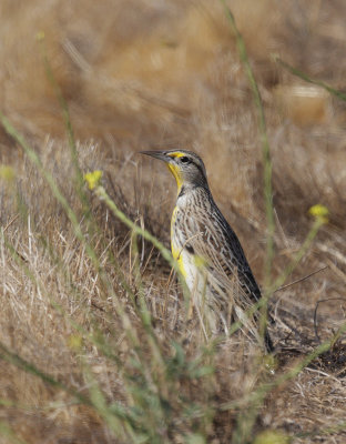 Western Meadowlark