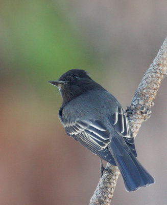 Black Phoebe