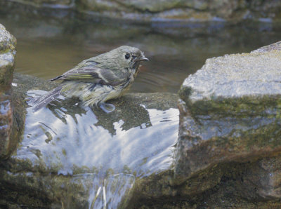 Ruby-crowned Kinglet, after bath