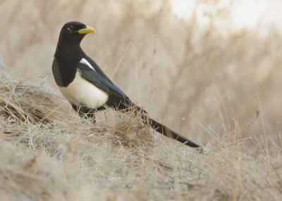 Yellow-billed Magpie