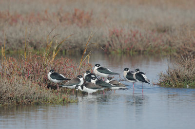 Black-necked Stilts