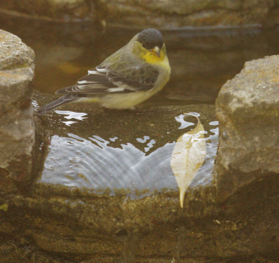 Lesser Goldfinch, male