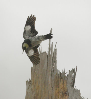 Acorn Woodpecker, taking off
