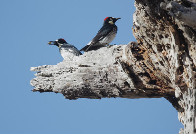 Acorn Woodpeckers, females