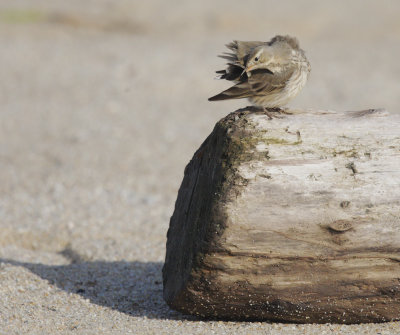 American Pipit, preening