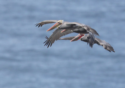 Brown Pelican triad