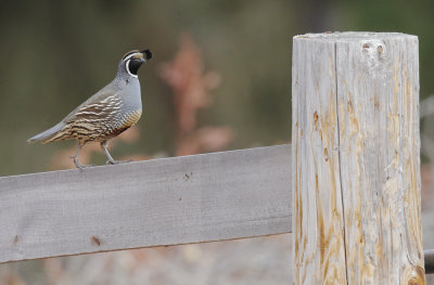 California Quail