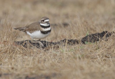 Killdeer