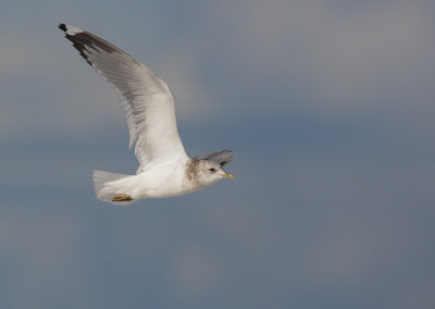 Mew Gull