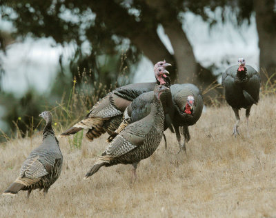 Wild Turkeys