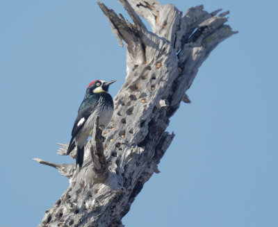 Acorn Woodpecker, male