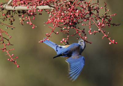 Western Bluebird, male, hovering upside down