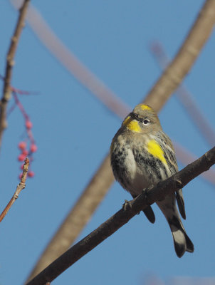 Yellow-rumped Warbler, Audubon's