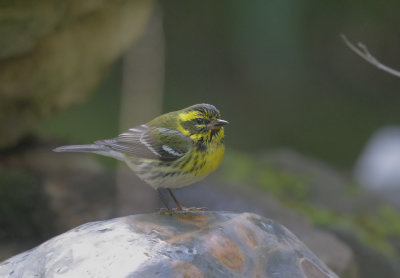 Townsend's Warbler, female