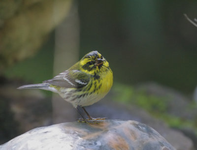 Townsend's Warbler, female