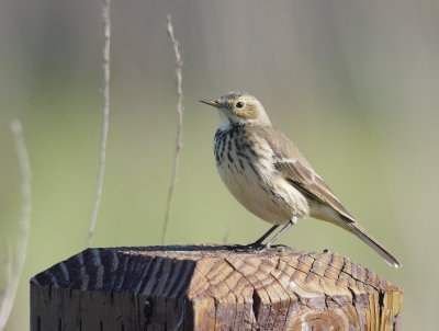 American Pipit