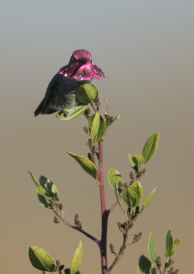 Anna's Hummingbird, male