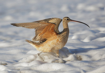 Long-billed Curlew, in surf