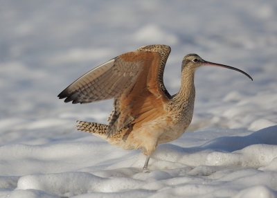 Long-billed Curlew, in surf