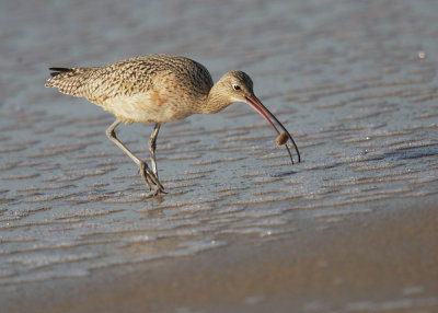 Long-billed Curlew, with prey