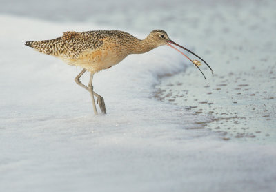 Long-billed Curlew, with prey