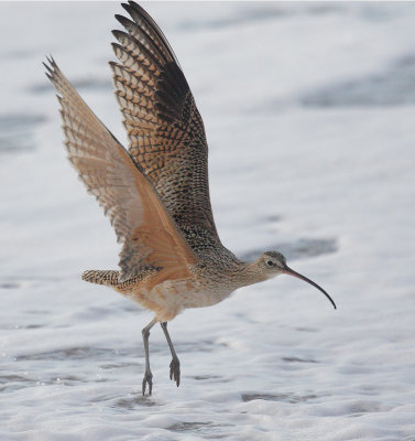 Long-billed Curlew, taking off