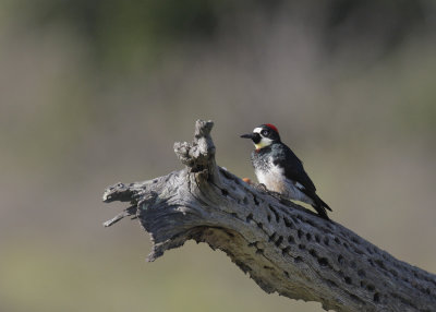 Acorn Woodpecker, female, 05-Jan-2020