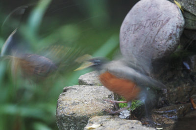 Varied Thrush flees American Robin, 12-Jan-2020 