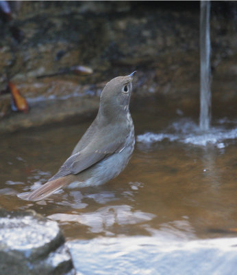 Hermit Thrush, 12-Jan-2020