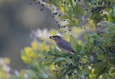 Cedar Waxwing, 09-Feb-2020