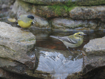 Townsend's Warbler and Lesser Goldfinch, 31-Jan-2020