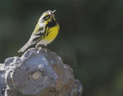 Townsend's Warbler, male